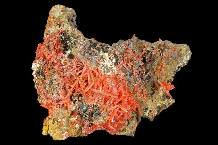Bright Orange Crocoite Crystal Cluster - Tasmania #127944